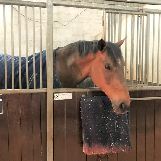 Séjourner dans un haras en Normandie